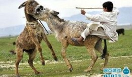 八卦大驴爆料视频播放下载,视频播放下载攻略大放送！